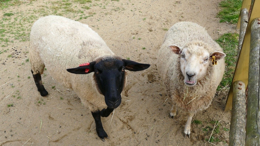 P1150737　＠石筵ふれあい牧場