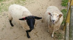 P1150737　＠石筵ふれあい牧場