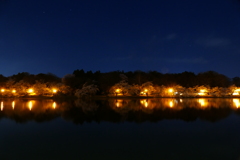 夜桜リフレクション１