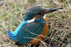 なにゆえ土手？その１