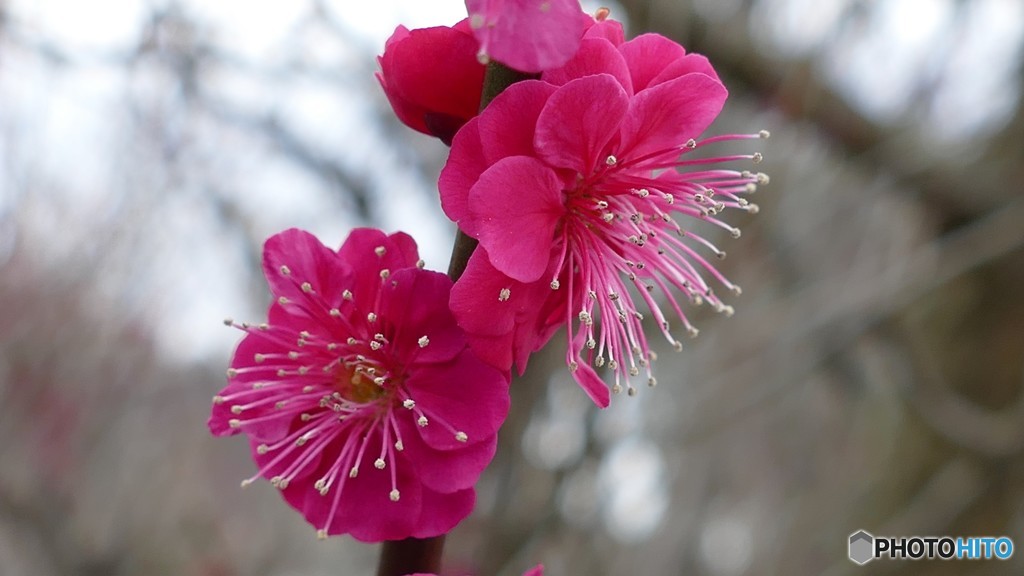 ＠神奈川県松田町
