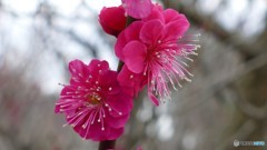 ＠神奈川県松田町