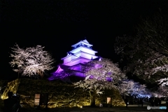 鶴ヶ城満開 その１