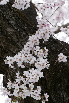 しだれ桜２