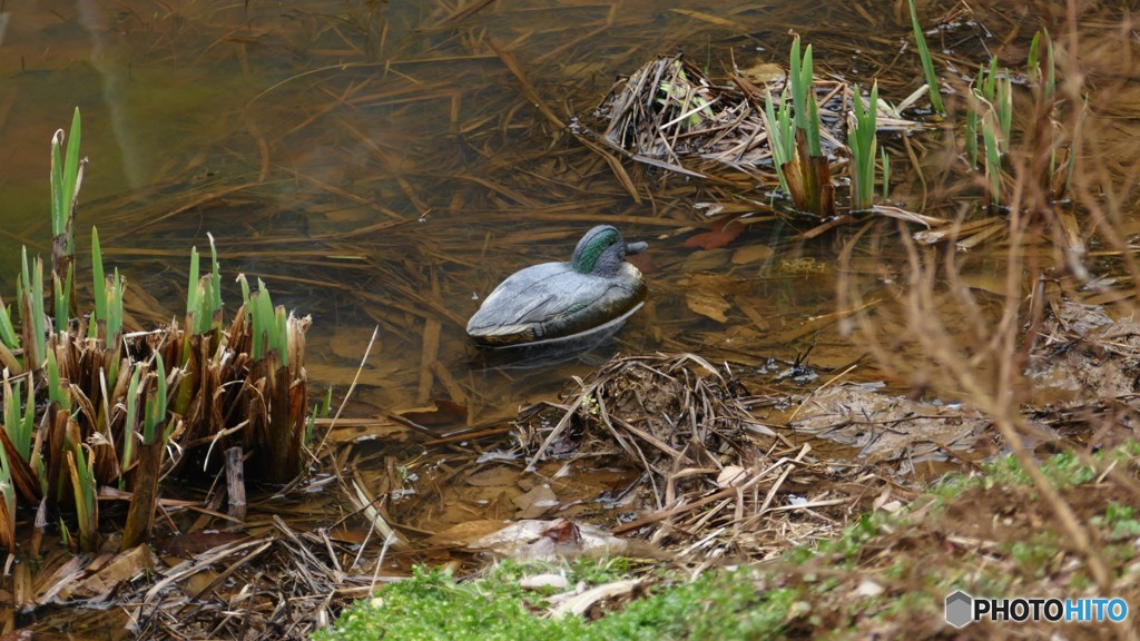 P1210512春は、まだかな