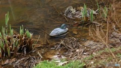 P1210512春は、まだかな