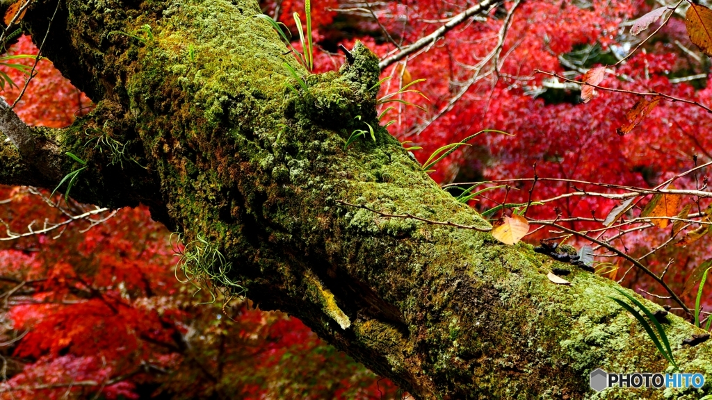 昨日の高尾山 3