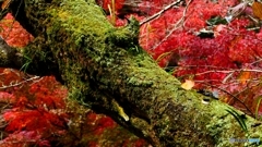 昨日の高尾山 3