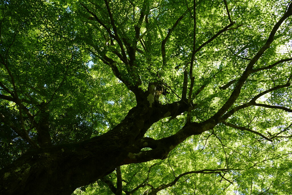 今年もまた新緑詣で