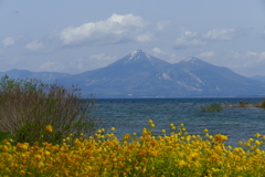 菜の花、猪苗代湖、そして磐梯山
