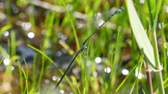 支え合うカップル