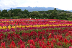 那須フラワーワールド