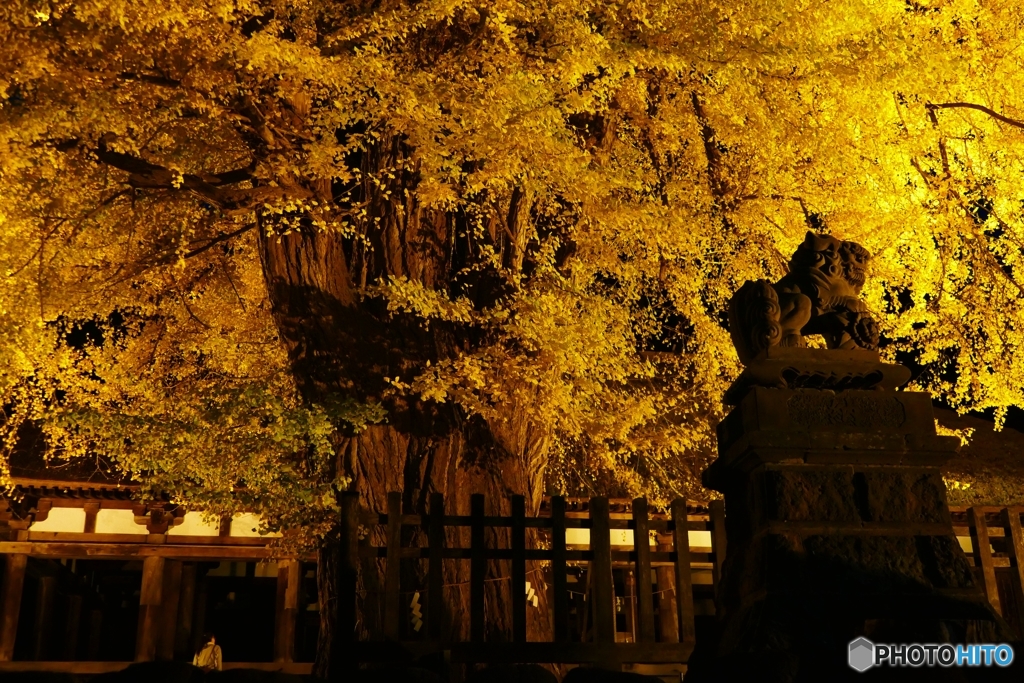 長床大イチョウ ３