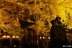 長床大イチョウ ３