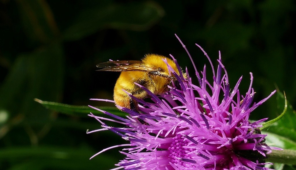 もふもふと、モフモフ