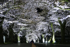 夜ノ森桜並木②