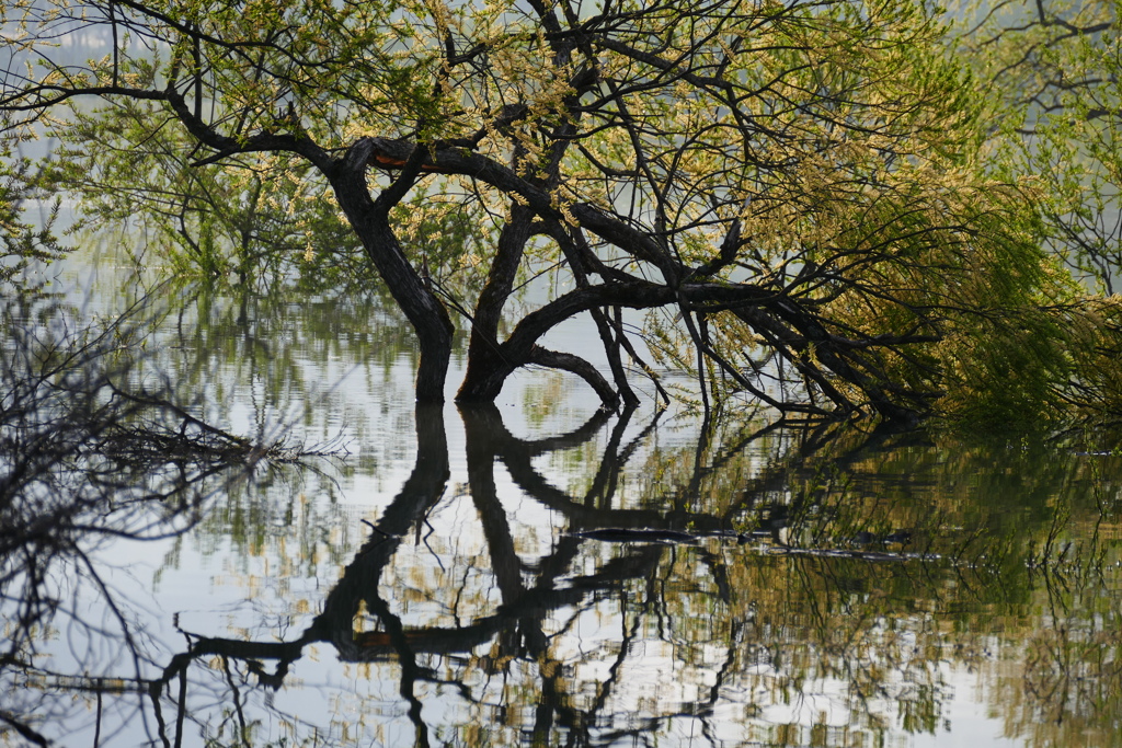 白川湖水没林１０