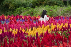 那須フラワーワールド