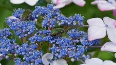 青く染まりそう