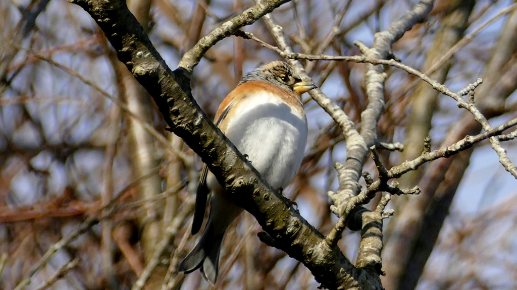 1190077アトリかな？