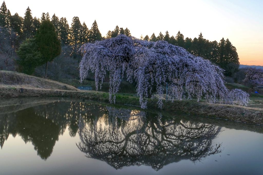 花園しだれ桜②