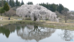 花園しだれ桜@棚倉町 ソフトフォーカスにて