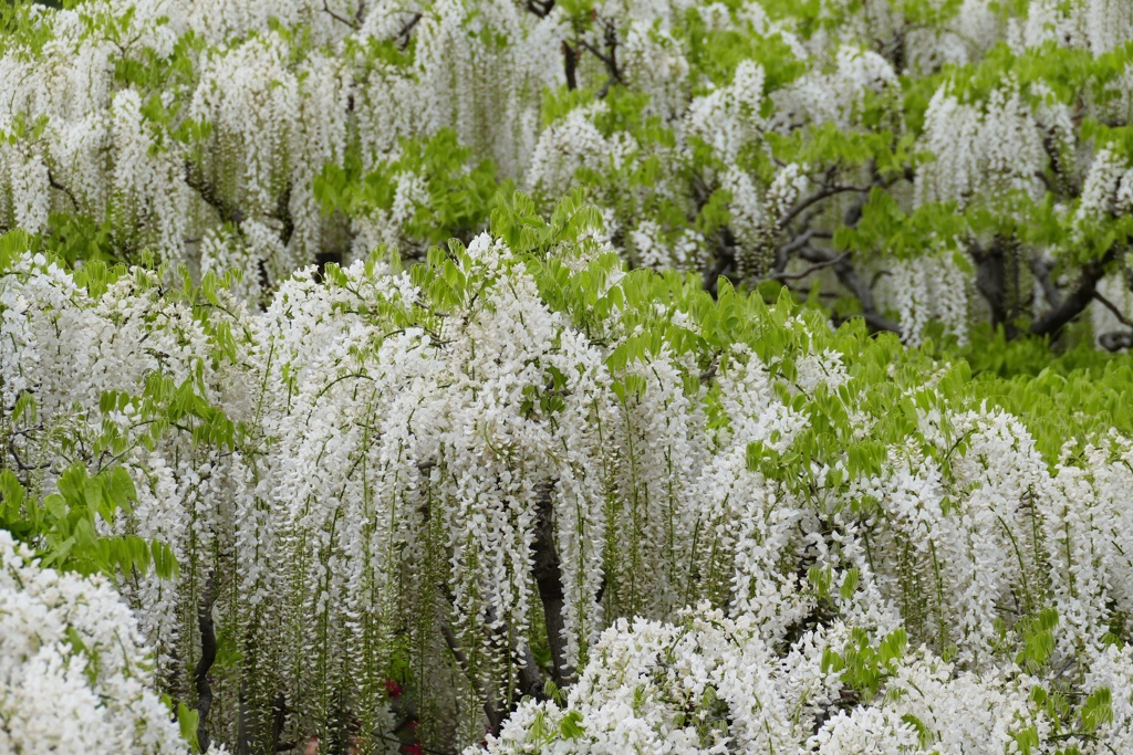 あしかがフラワーパーク４