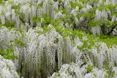 あしかがフラワーパーク４