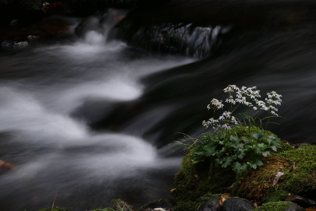 渓流に咲く