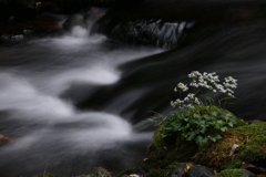 渓流に咲く