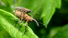 ヨモギの国の住人 ２