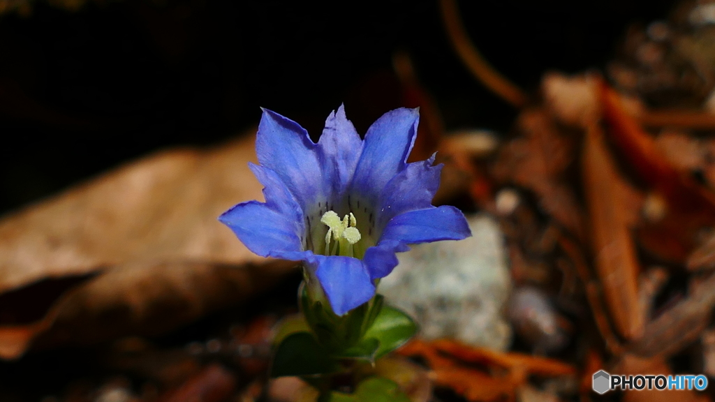 スミレに紛れて一輪