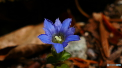 スミレに紛れて一輪