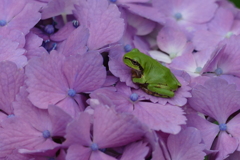 パープルに包まれて