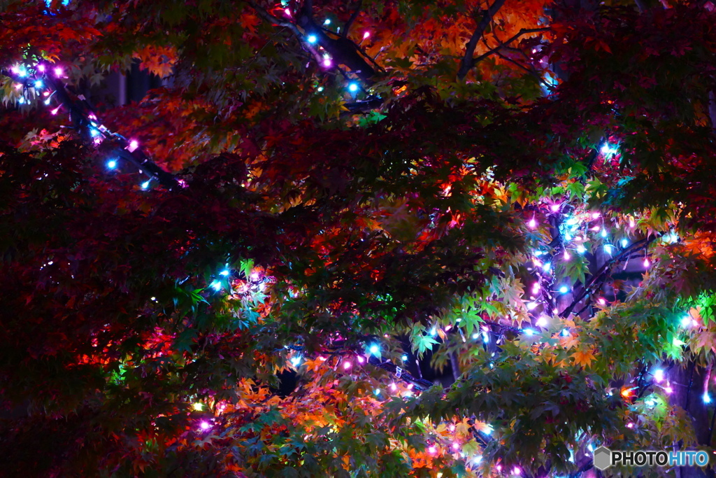 紅葉とイルミネーションのコラボ