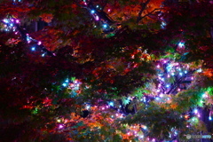 紅葉とイルミネーションのコラボ
