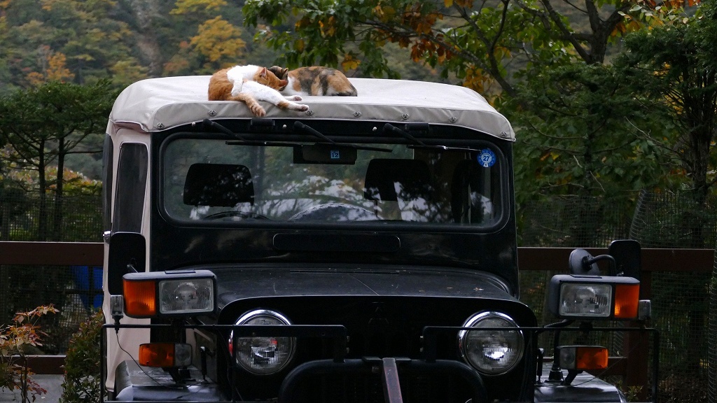 P1150160　奥日光