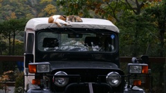 P1150160　奥日光