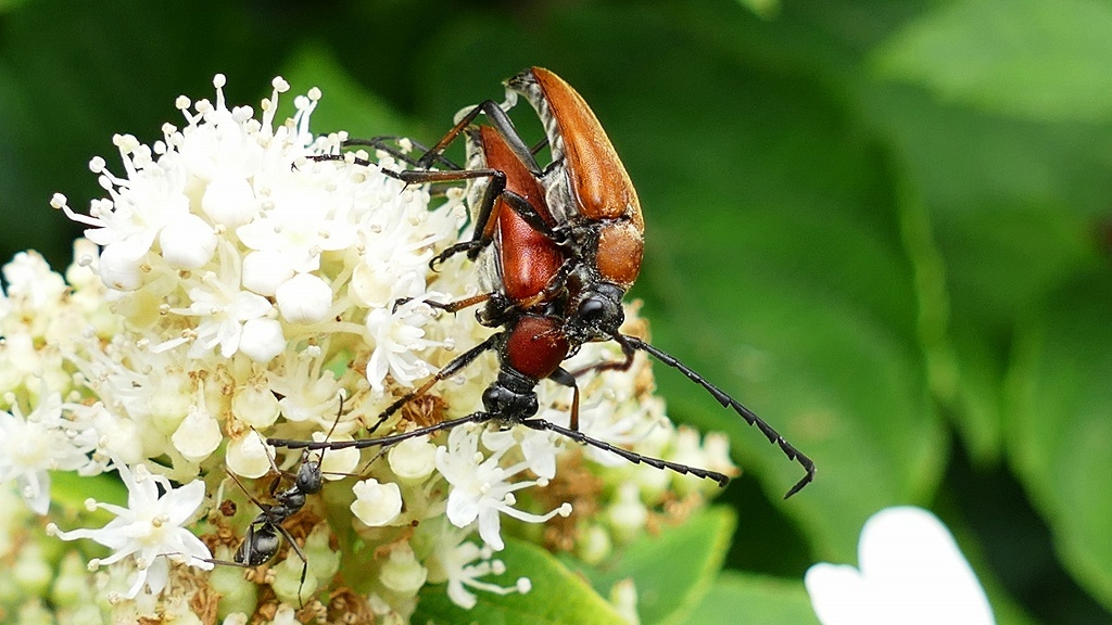 P1110689　アカハナカミキリ