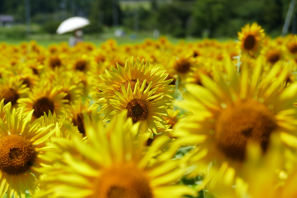 ヒマワリの中②