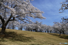 逢瀬公園３