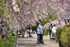 日中線枝垂れ桜③