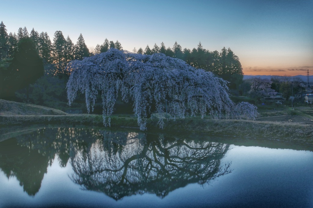 花園しだれ桜①