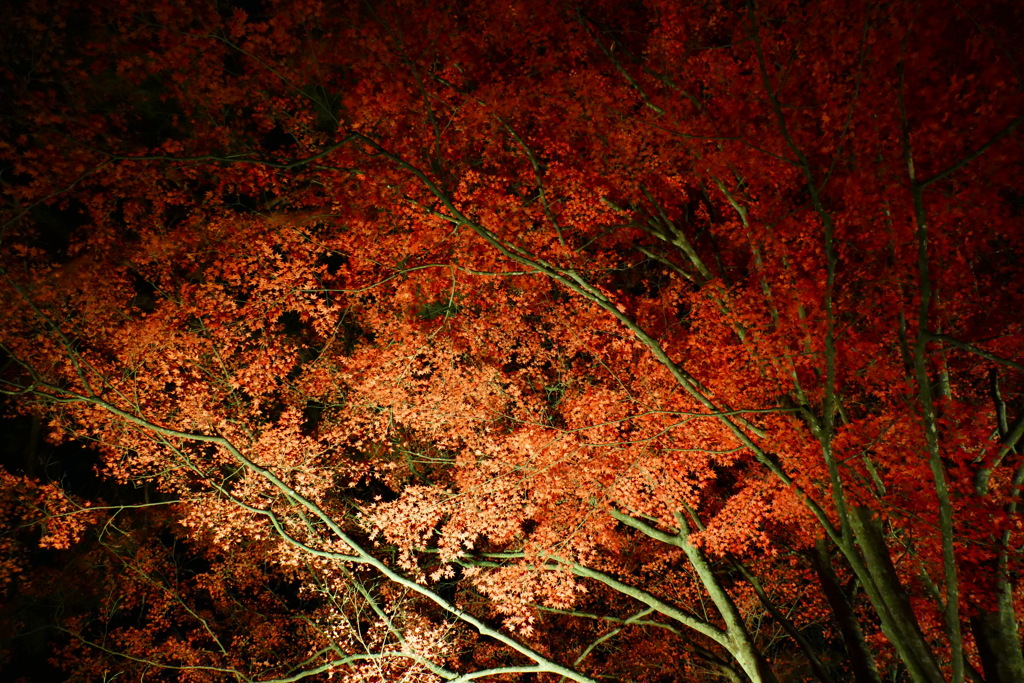 土津神社ライトアップ３