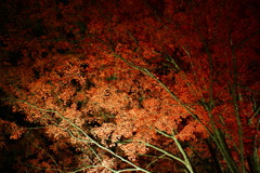 土津神社ライトアップ３