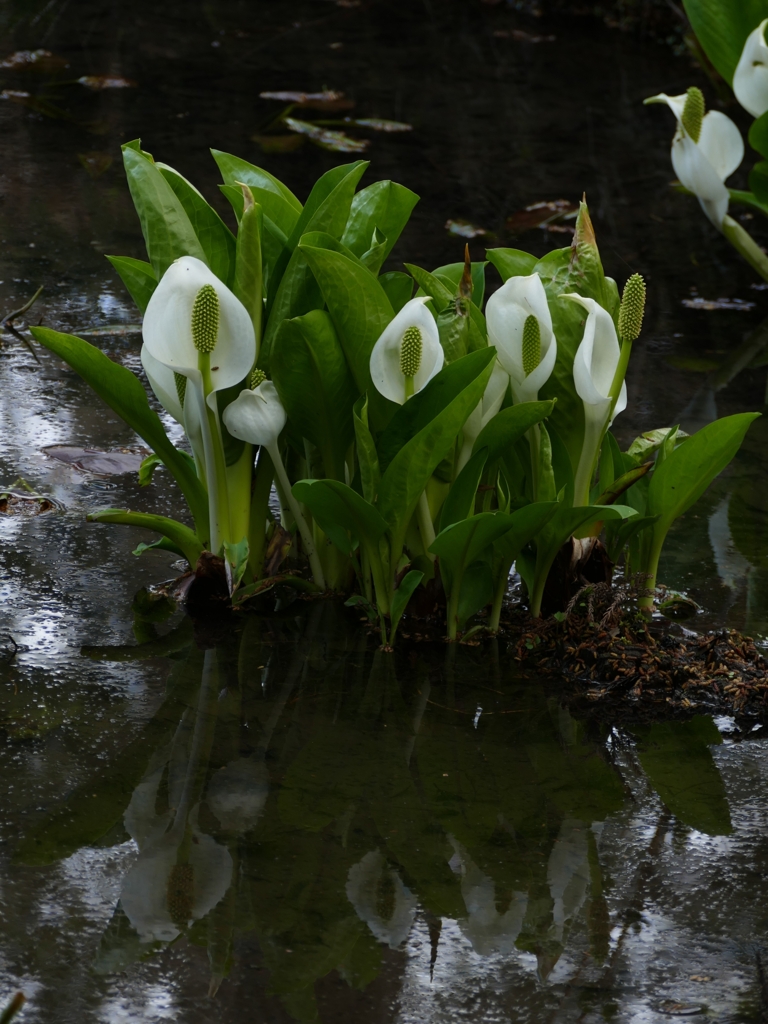 ミズバショウ１