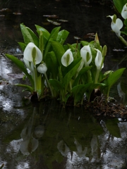 ミズバショウ１