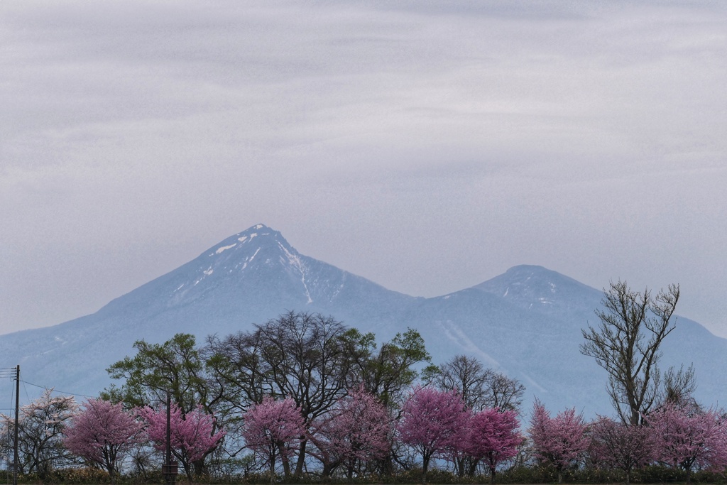 桜と磐梯山③
