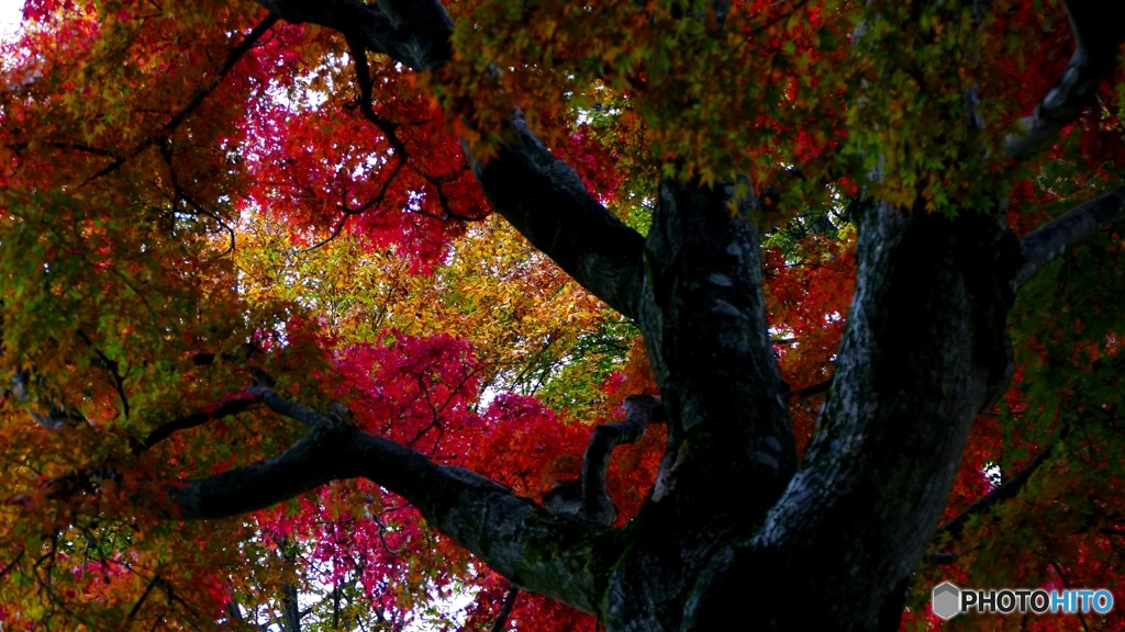 昨日の高尾山 1