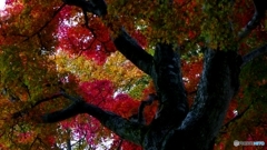 昨日の高尾山 1